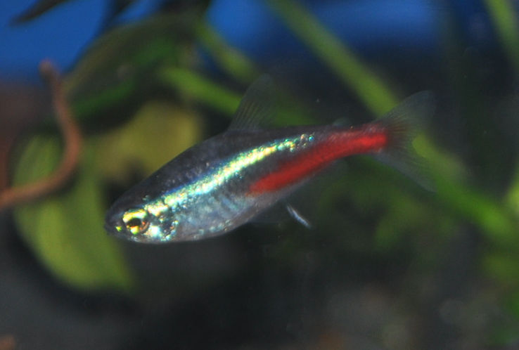 Miniaturbild: Neonsalmler, Paracheirodon innesi