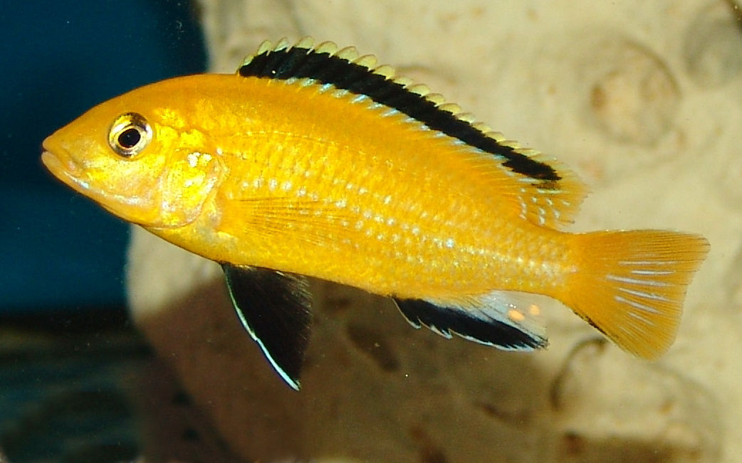Labidochromis caeruleus Yellow