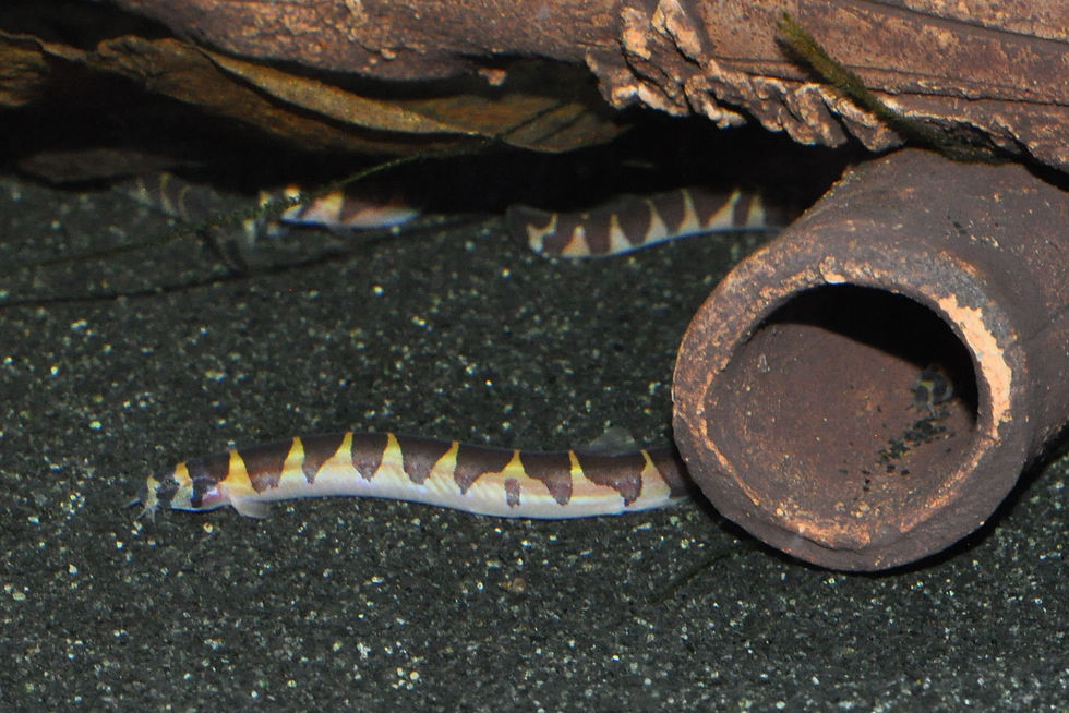 Miniaturbild: Geflecktes Dornauge, Pangio kuhlii