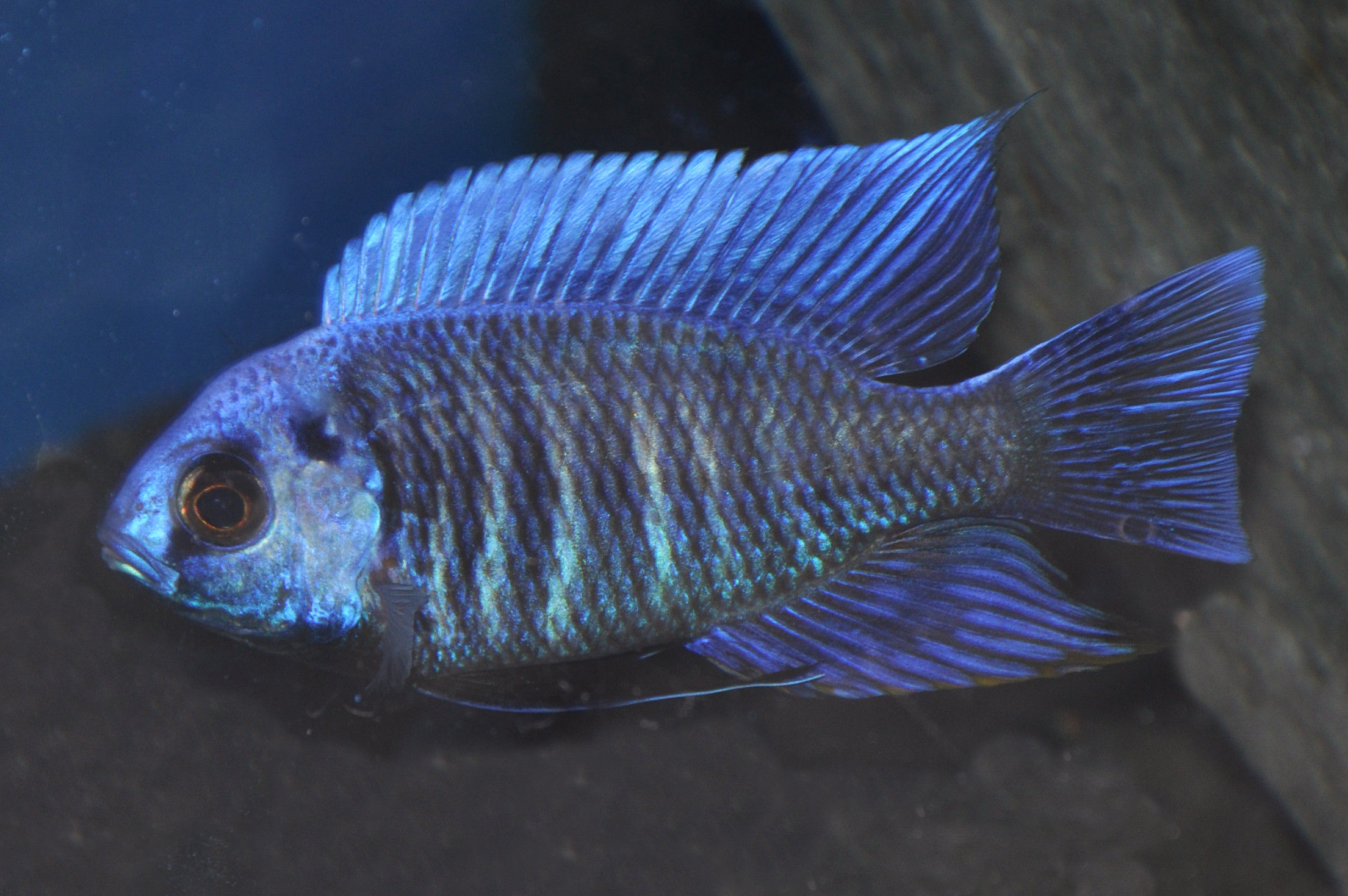 Copadichromis cyaneus Zimbawe Rocks