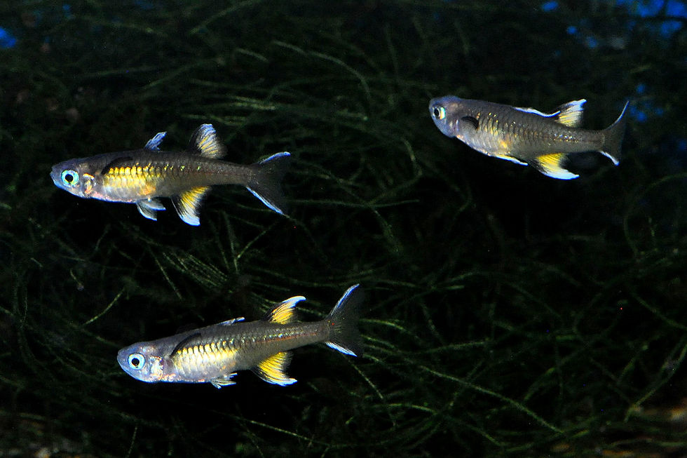 Miniaturbild: Schmetterling-Regenbogenfisch, Pseudomugil signifer