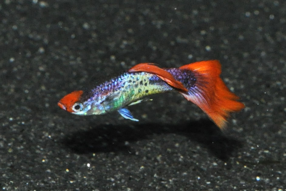 Guppy Koi red Snakeskin, Poecilia reticulata