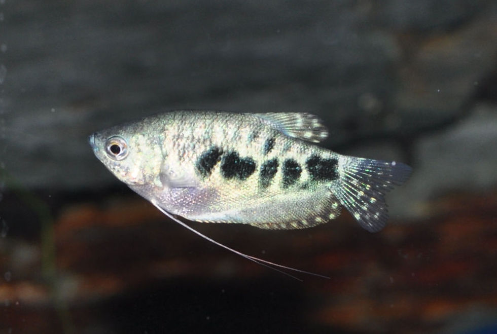 Miniaturbild: Marmorierter Fadenfisch, Trichogaster trichopterus blue-marble