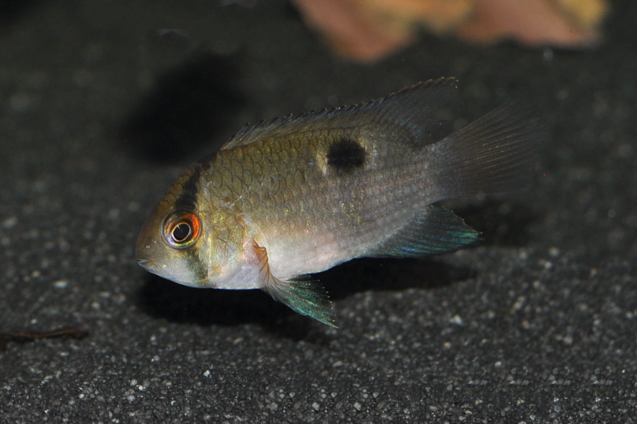 Maronibuntbarsch, Aequidens maronii