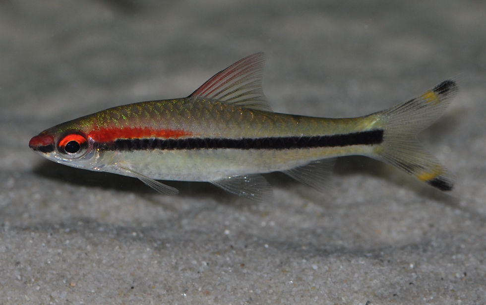 Miniaturbild: Denisonbarbe, Sahyadria denisonii