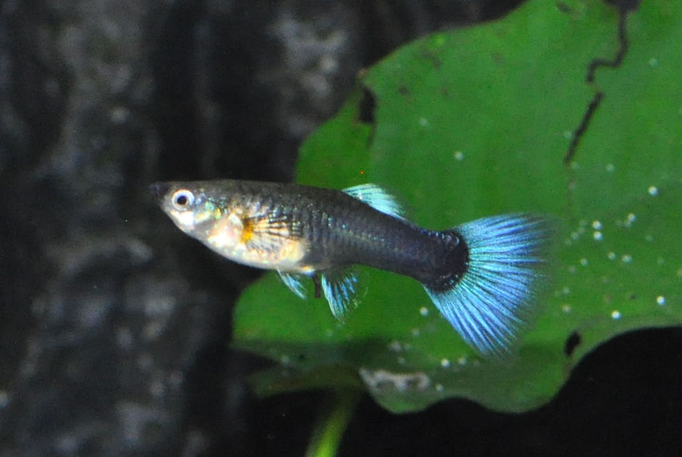 Miniaturbild: Guppy Weibchen Farbmix, Poecilia reticula