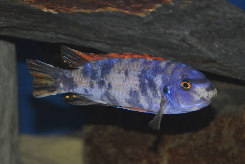 Miniaturbild: Labeotropheus trewavasae MC/OB