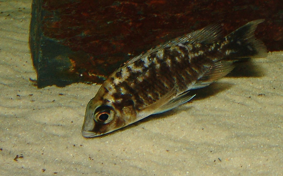 Miniaturbild: Protomelas taeniolatus Nkanda