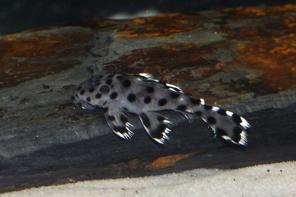 Miniaturbild: Weißspitzen-Rüsselzahnwels, Leporacanthicus josemali, L 264