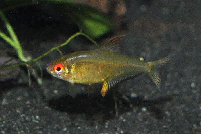 Orangensalmler, Hyphessobrycon pulchripinnis Bolivia Orange