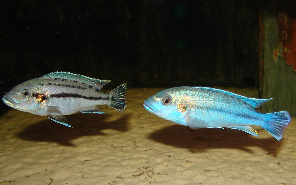 Miniaturbild: Melanochromis lepidiadaptes Makanjila Point
