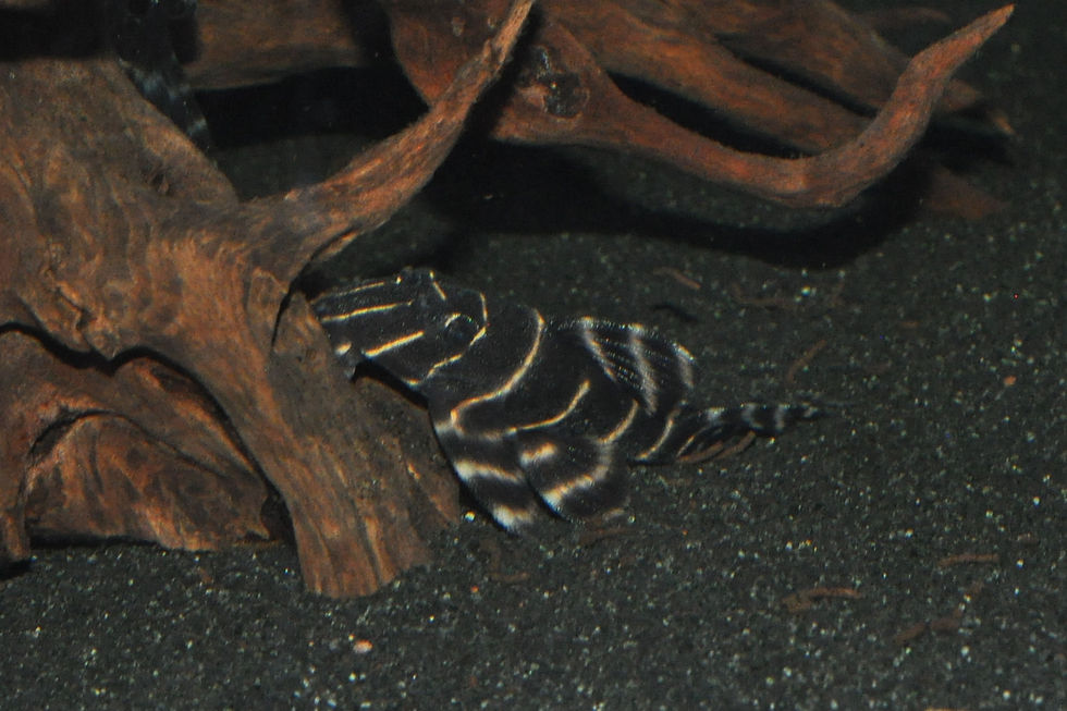 Miniaturbild: Ringelsocken-Harnischwels, Panaqolus albivermis, L204