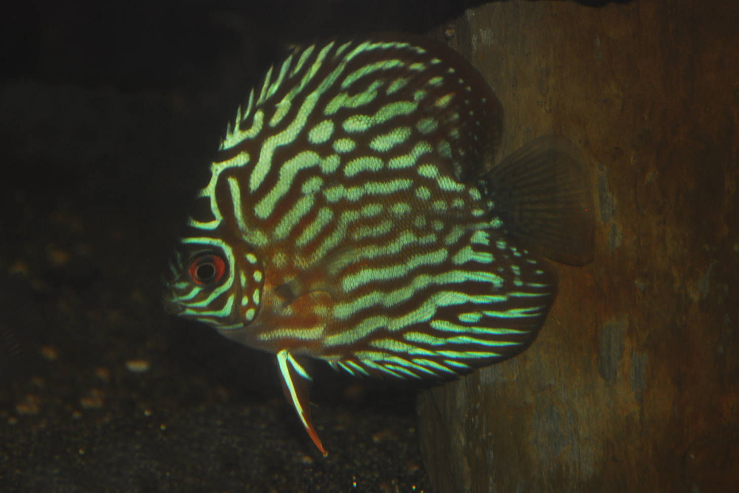 Diskus Zuchtform, Symphysodon aequifasciatus blau türkis