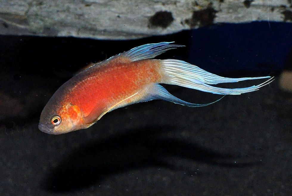 Paradisfisch Fire & Ice, Macropodus opercularis