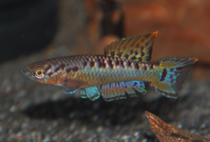 Miniaturbild: Gebänderter Prachtkärpfling, Chromaphyosemion bivittatum Funge