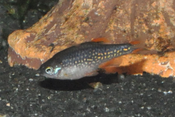 Miniaturbild: Perlhuhnbärbling, Danio margaritatus