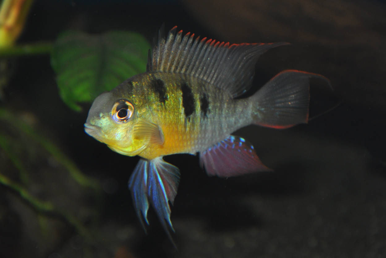 Bolivianischer Schmetterlingsbuntbarsch, Microgeophagus altispinosa