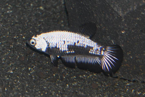 Miniaturbild: Siamesischer Kampffisch, Betta splendens Black Samurai