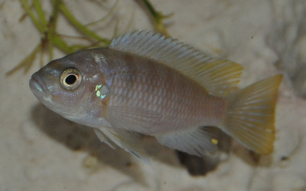 Miniaturbild: Cynotilapia sp. Chinyankwazi
