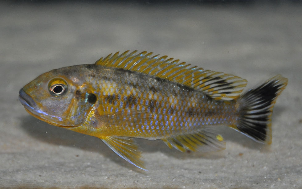Miniaturbild: Pseudotropheus williamsi north Makonde