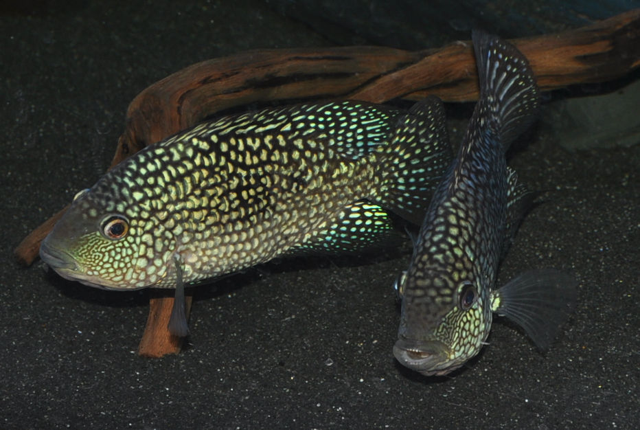 Miniaturbild: Perlcichlide, Herichthys carpintis