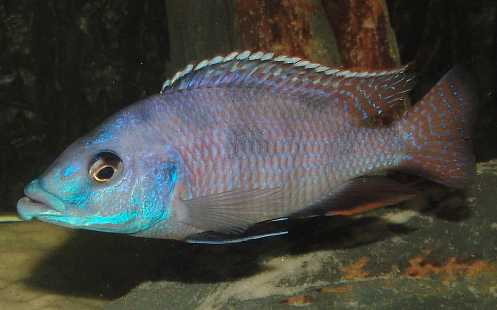 Miniaturbild: Placidochromis milomo Mbenji