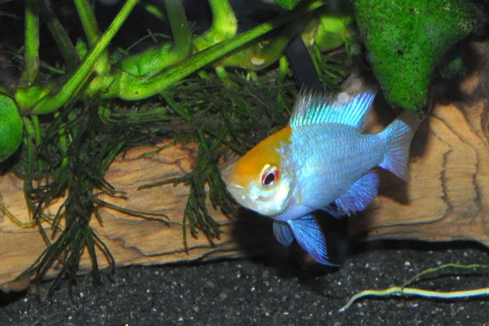 Miniaturbild: Schmetterlingsbuntbarsch-Punk, Mikrogeophagus ramirezi blue-punk