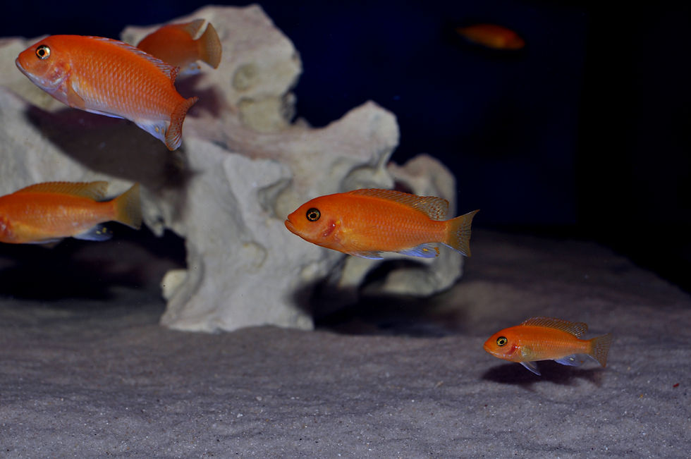 Miniaturbild: Metriaclima estherae red/red Minos Reef