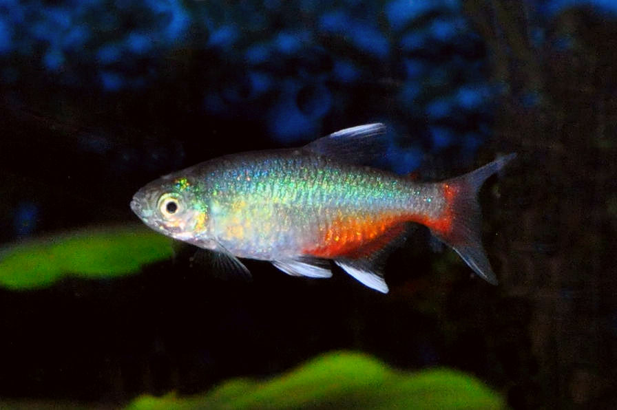 Miniaturbild: Rubinsalmler, Aphyocharax rathbuni