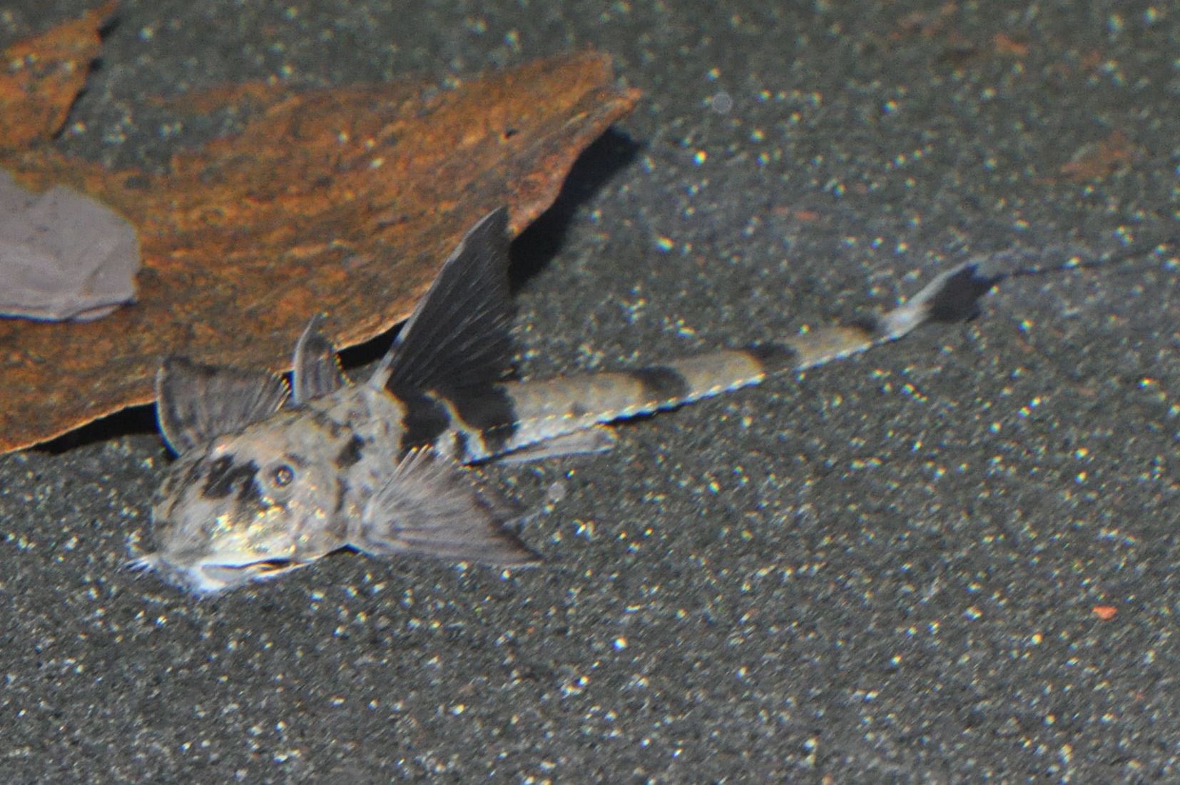 Maulbrütender Hexenwels, Loricaria simillima