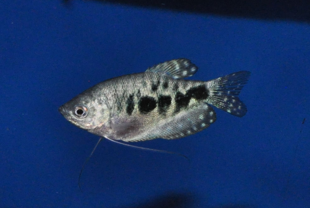 Marmorierter Fadenfisch, Trichogaster trichopterus blue-marble