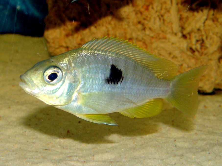 Miniaturbild: Copadichromis pleurostigma