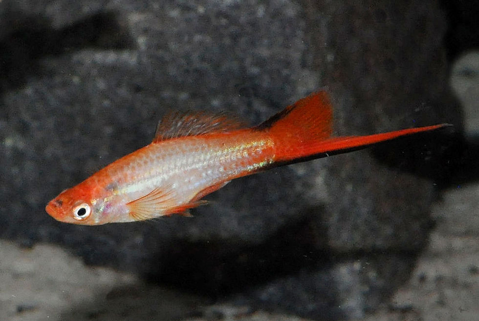 Schwertträger Pink Comet, Xiphophorus helleri
