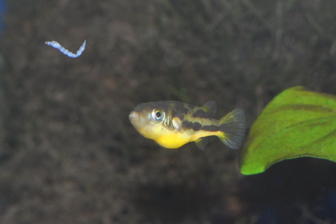 Erbsenkugelfisch, Carinotetraodon travancoricus