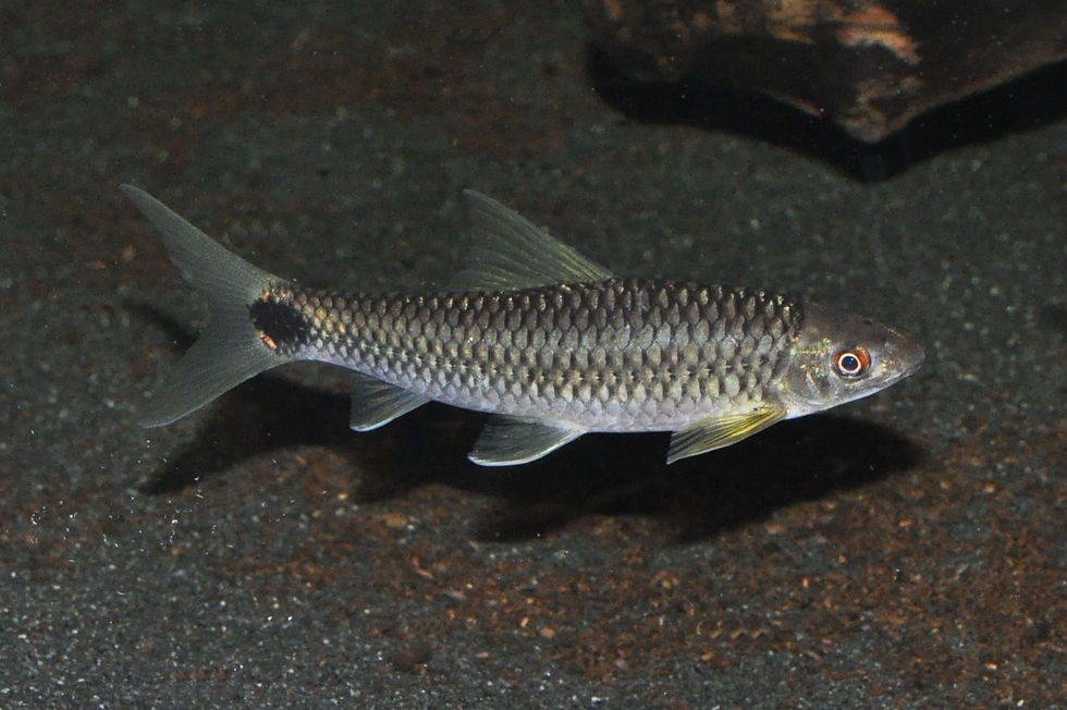 Miniaturbild: Netzpinselalgenfresser, Crossocheilus reticulatus