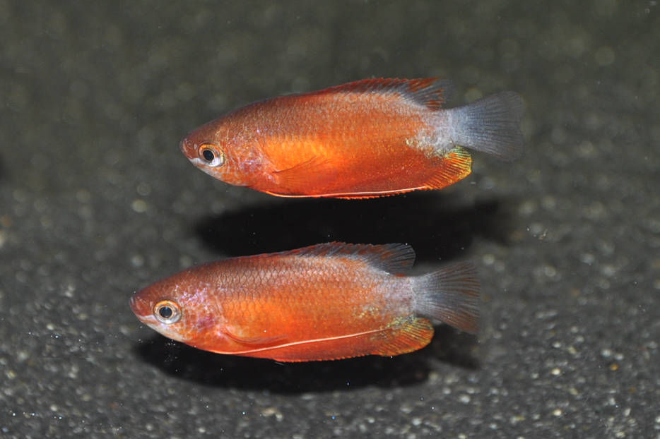 Miniaturbild: Roter Honiggurami, Colisa chuna rot