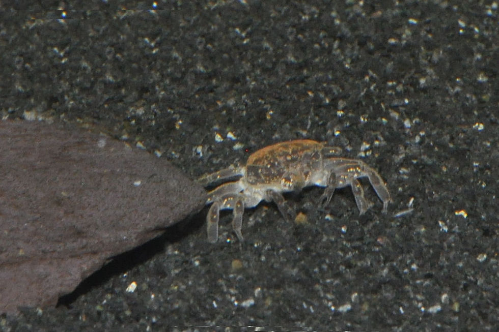 Zwergghost Unterwasserkrabbe, Potamocypoda pugil