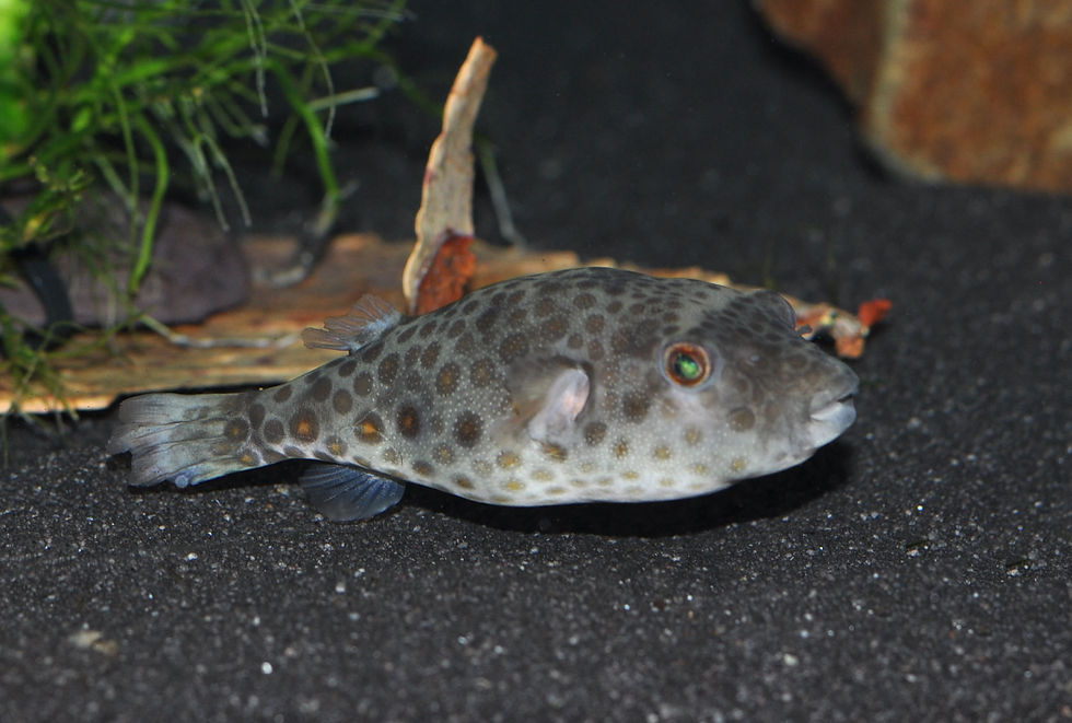 Miniaturbild: Abes Kugelfisch, Pao abei