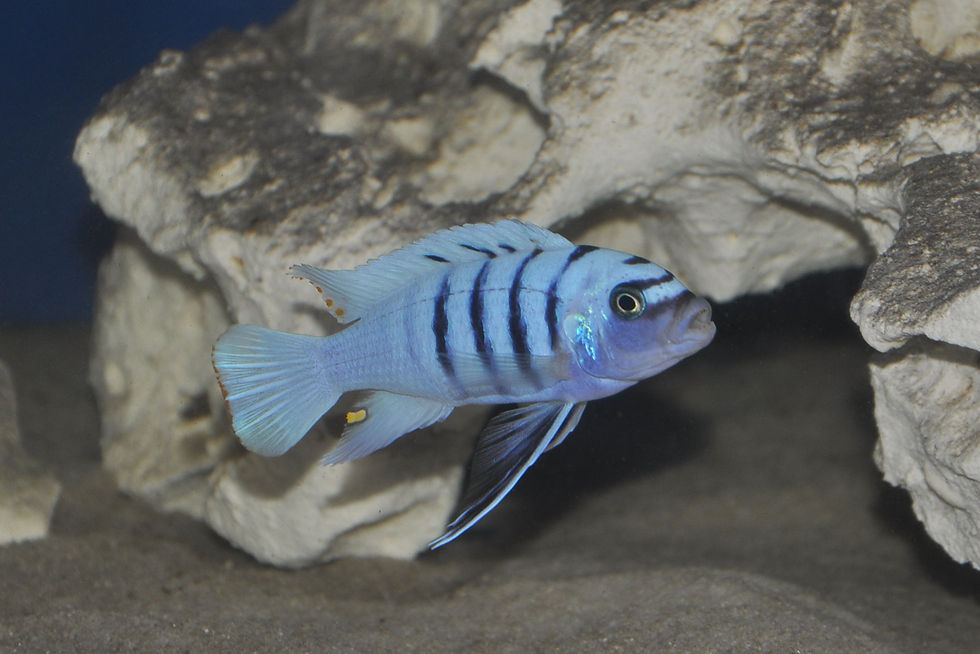 Miniaturbild: Cynotilapia sp. hara Gallireya Reef