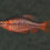 Miniaturbild: Bitterlingsbarbe, Puntius titteya