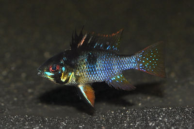 Schmetterlingsbuntbarsch schwarz, Mikrogeophagus ramirezi black
