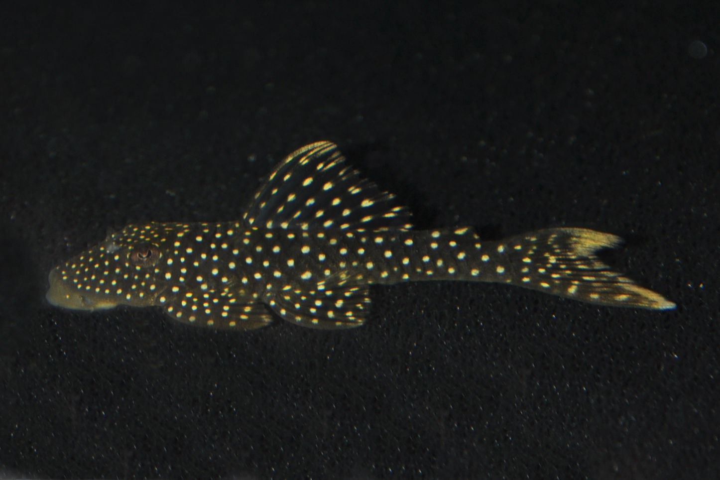 Gelbsaum-Borstenkranz-Harnischwels, Pseudancistrus asurini, L67