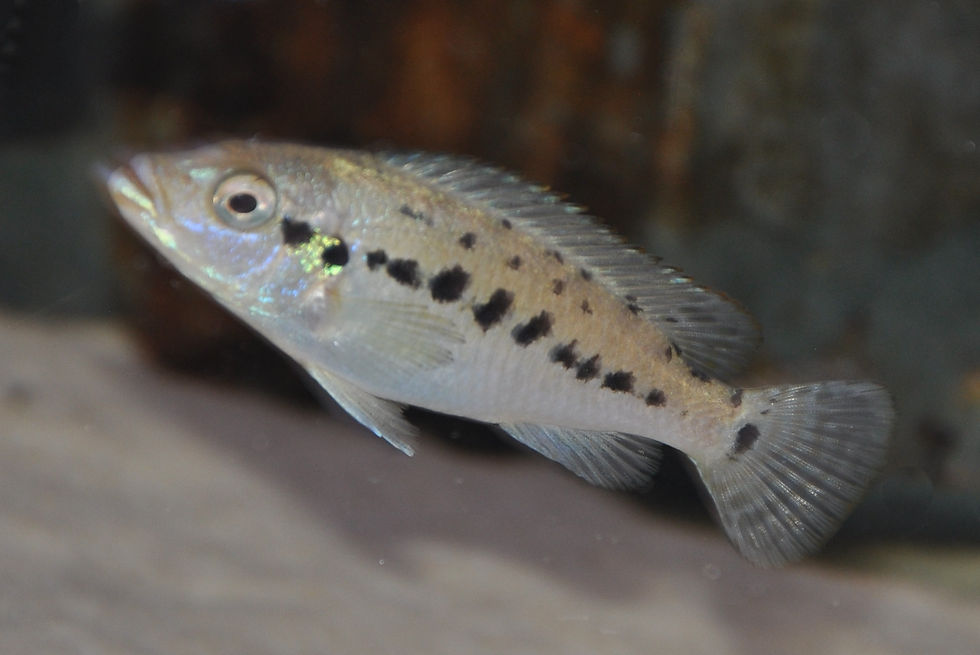 Miniaturbild: Pseudotropheus benetos Kirondo