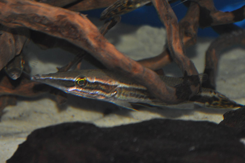 Miniaturbild: Diamant Hechtkopf, Luciocephalus aura