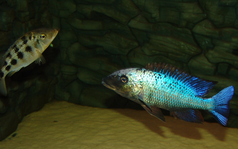 Miniaturbild: Fossorochromis rostratus