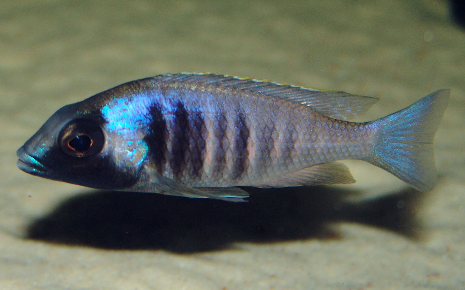 Placidochromis electra Fort Maguire