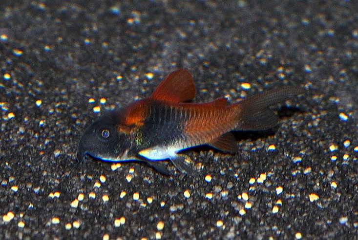 Orangener Venezuela-Panzerwels, Corydoras venezuelanus orange