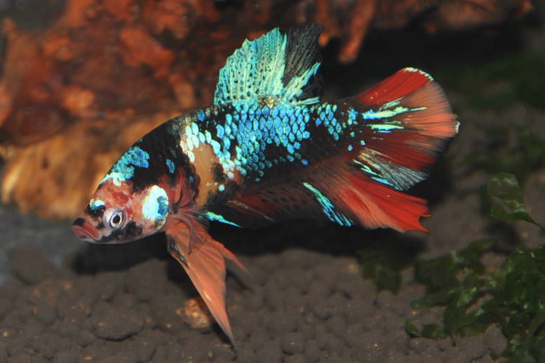 Siamesischer Kampffisch, Betta splendens Koi Galaxy