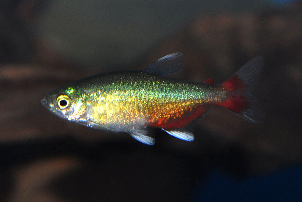Rubinsalmler, Aphyocharax rathbuni