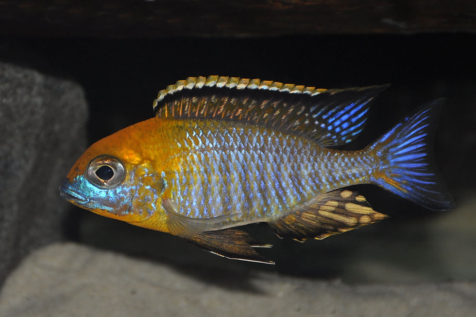 Miniaturbild: Lethrinops sp. gold Harbour